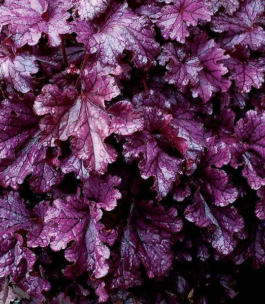 Heuchera 'Forever Purple' 